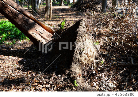 平成30年台風第21号で倒木などの大きな被害を受けた大阪城公園 45563880