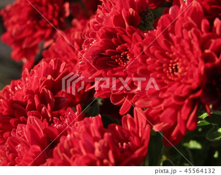 赤い菊の写真素材