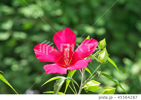 赤いモミジアオイの花 45564287