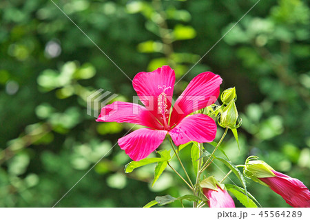 赤いモミジアオイの花 45564289