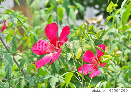 赤いモミジアオイの花 45564290