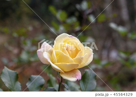 バニラボニカの花 バニラボニカの花 45564329