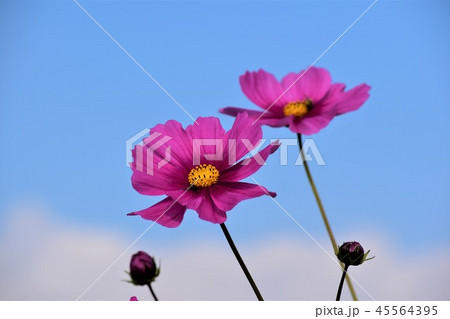 コスモスの蕾 45564395