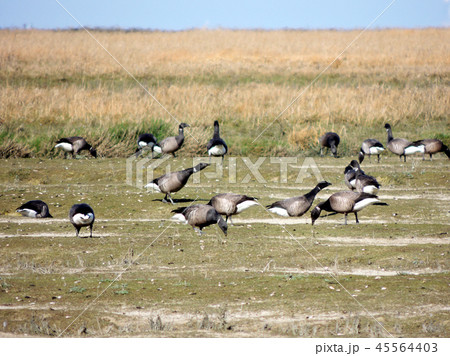 Black geese colony, Branta bernicla, on North Sea  45564403
