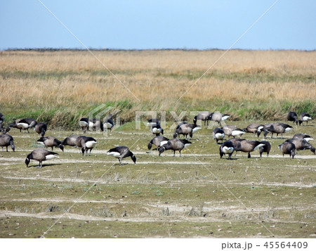 Black geese colony, Branta bernicla, on North Sea Black geese colony, Branta bernicla, on North Sea 45564409