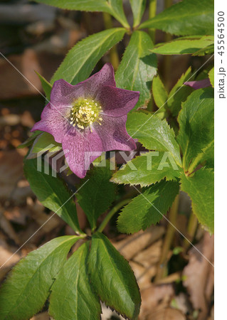 クリスマスローズ 45564500