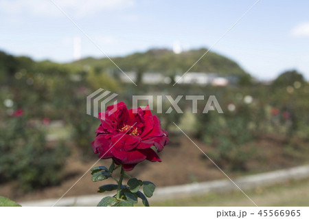 荒尾市 おもやい市民花壇 バラの花、 荒尾市 おもやい市民花壇 バラの花、 45566965