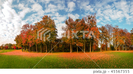 Leaf fall on green grass in autumn park, panorama 45567355