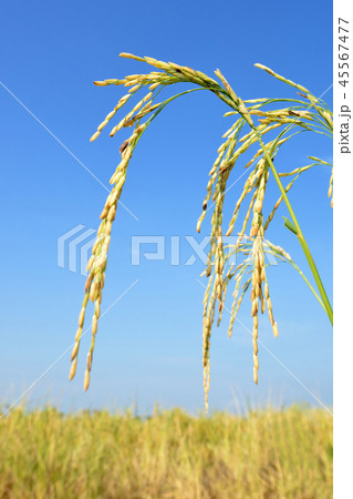 paddy rice paddy rice 45567477
