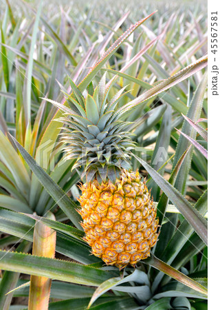 Pineapple farm 45567581