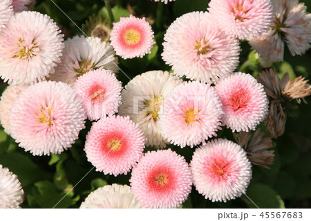 小さな菊の花 小さな菊の花 45567683
