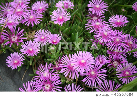 アイスプラントの花 45567684