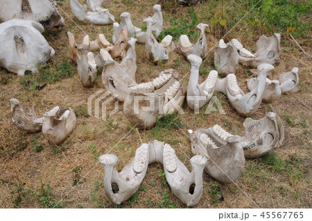 野生動物の骨 アンボセリ国立公園のロッジの写真素材