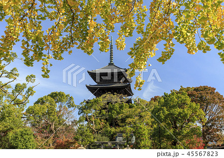東寺　紅葉 45567823