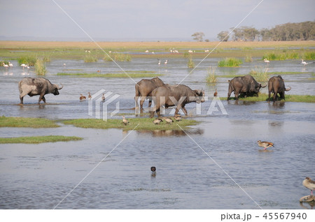 アンボセリ国立公園　バッファロー 45567940