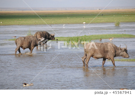 アンボセリ国立公園　バッファロー 45567941