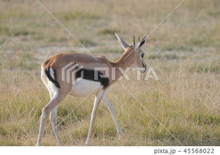 アンボセリ国立公園　トムソンガゼル 45568022