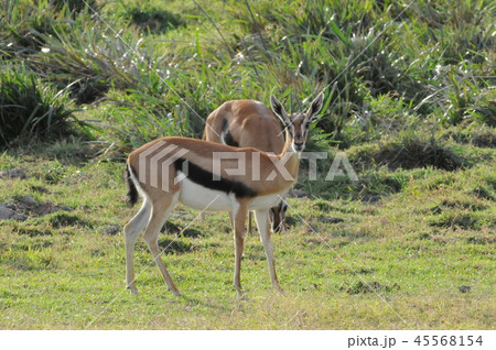 アンボセリ国立公園 トムソンガゼルの写真素材