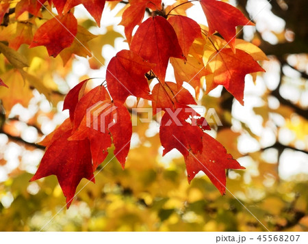 トウカエデの紅葉　紅葉　黄葉　カエデ 45568207