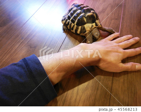 東ヘルマンリクガメ 45568213