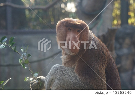 テングザルのデカ鼻から連想する○○なアダルト感 45568246