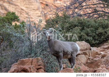 Desert Bighorn Sheep Ewe Desert Bighorn Sheep Ewe 45568507