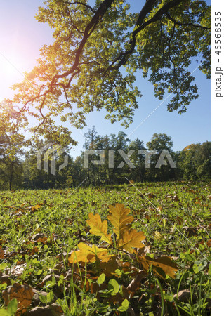 autumn bright leaves lie on a green meadow in a fo autumn bright leaves lie on a green meadow in a fo 45568535
