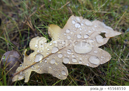 dry autumn oak leaf in large drops of rain lies on 45568550
