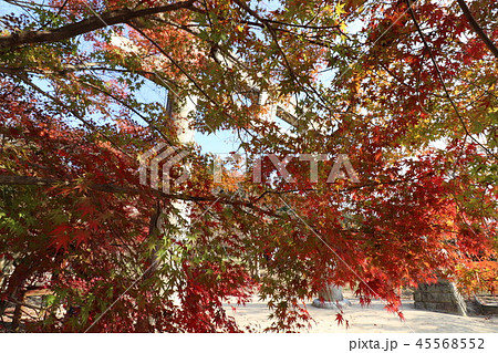 日本の紅葉　写真は福岡県太宰府市竈門神社 45568552