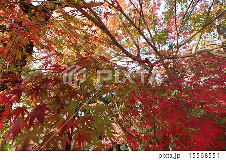 日本の紅葉　写真は福岡県太宰府市竈門神社 45568554