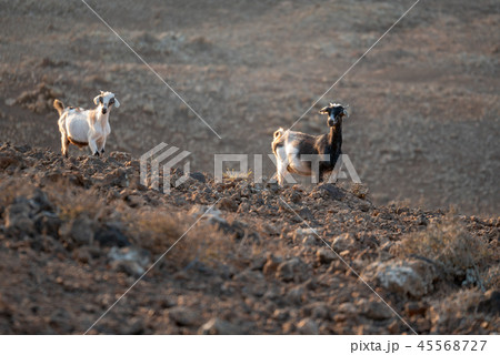 wild goats 45568727