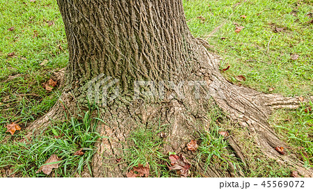 ゆりの木の 根元 45569072