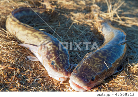 Caught young specimens of Siberian burbot lie on a dry grass 45569512