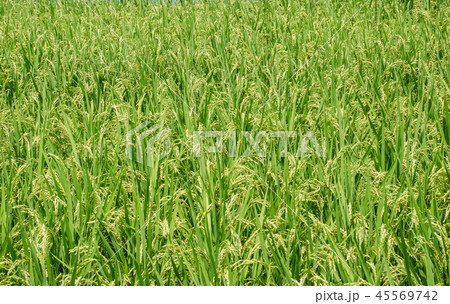 実り穂を垂れる 夏の稲 実り穂を垂れる 夏の稲 45569742