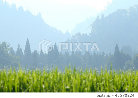 夏の里山　朝靄の里山 45570824