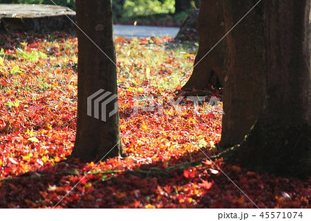 落ち葉 45571074