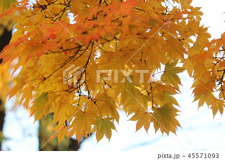 紅葉 45571093