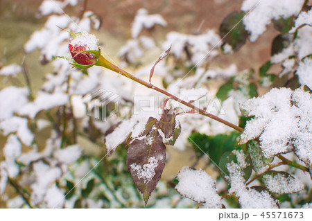 The branch of the rose with the flower bud is diluted with the snow The branch of the rose with the flower bud is diluted with the snow 45571673