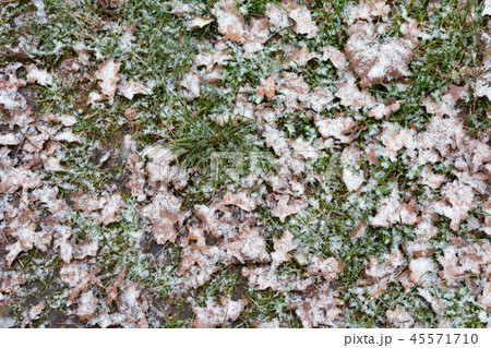 Yellow chestnut leaves on the ground covered with snow. Yellow leaves laying on snow. 45571710