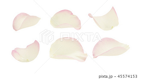 Set of white and pink rose petals 45574153