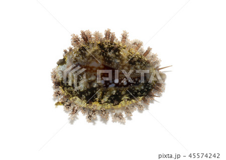 ハナマルユキ ハナマルユキ 45574242