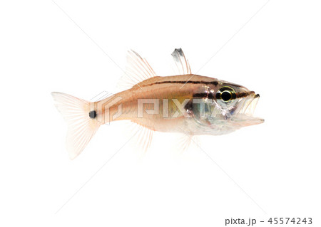 ネンブツダイ ネンブツダイ 45574243