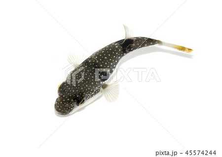 クサフグ 45574244