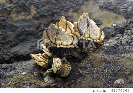 カメノテ 45574245