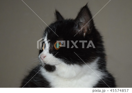 Black bushy cat mystical look. Pet sitting 45574857