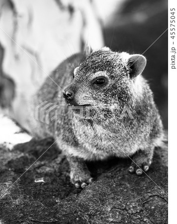 Rock hyrax, Procavia capensis or dassie, sitting on the stone. Black and white image Rock hyrax, Procavia capensis or dassie, sitting on the stone. Black and white image 45575045