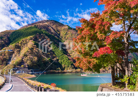 (神奈川県)秋の丹沢湖 三保ダム湖畔 (神奈川県)秋の丹沢湖 三保ダム湖畔 45575583