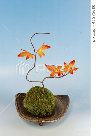 樹脂粘土で作ったモミジ(花実アート) 樹脂粘土で作ったモミジ(花実アート) 45575680