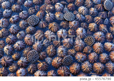 全羅南道 韓国 旅行 45576790