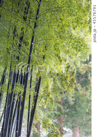 全羅南道 韓国 旅行 45576791